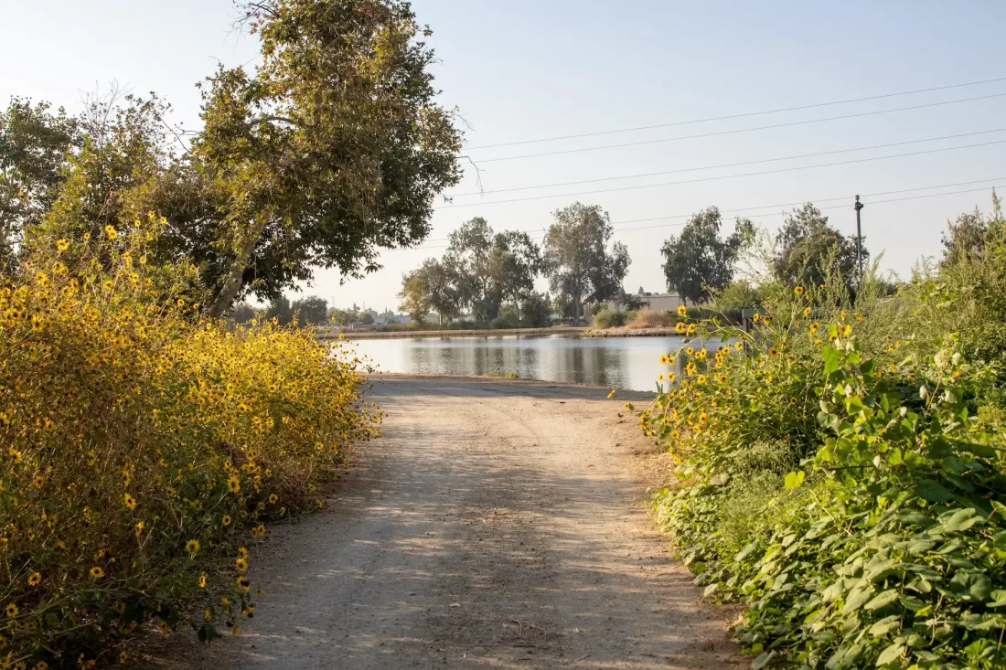 A dirt road leading to a body of water.