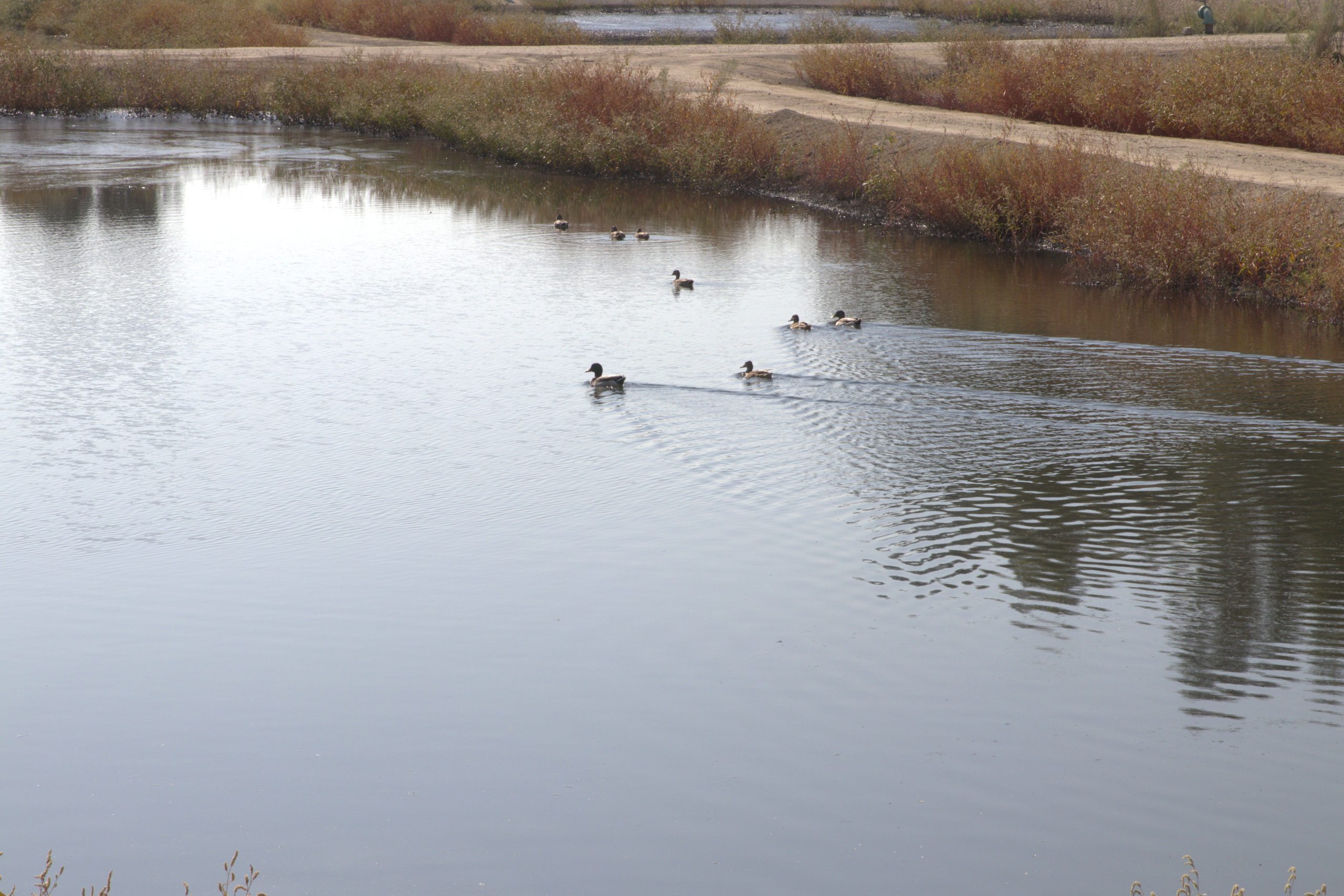 A small group of ducks swims across a calm body of water surrounded by sparse vegetation and dirt pathways.